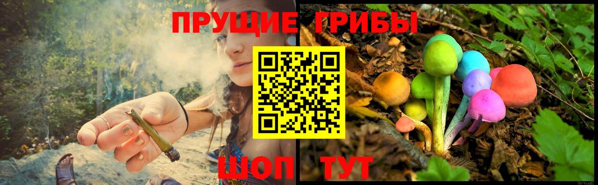 Псилоцибиновые грибы Psilocybe Архангельск
